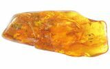Detailed Fossil Walking Stick In Baltic Amber - Rare #93944-1